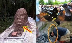 Tổ mối trên mộ tốt hay xấu